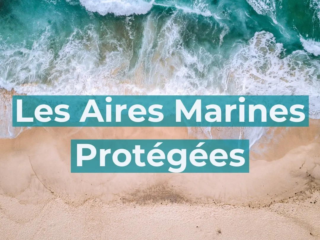 Aires Marines Protégées - Bleu Tomate